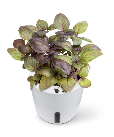 Can You Grow Basil Indoors? [A Simple Guide for 2020]